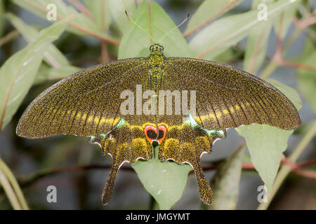 Paris Peacock (Papilio paris) Butterfly Stock Photo - Alamy