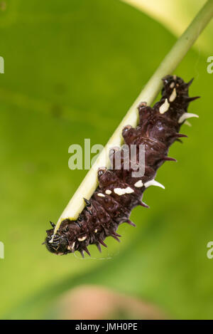 A larva of the Iphidamas Cattleheart butterfly Stock Photo