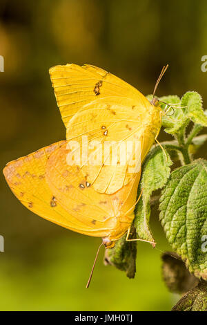 A pair of Orange-barred Sulphur butterflies mating