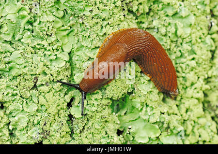 Large Red Slug, France / (Arion rufus) / European Red Slug | Grosse Rote Wegschnecke, Frankreich / (Arion rufus) Stock Photo