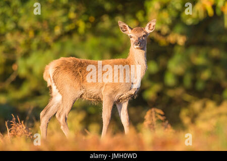 A Red deer hind during the rutting season Stock Photo