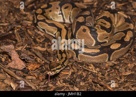 A Royal Python Stock Photo