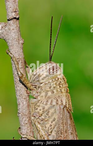 Egyptian Locust, Camargue, Provence, Southern France / (Anacridium aegyptium) | Aegyptische Wanderheuschrecke, Camargue, Provence Stock Photo