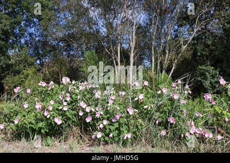 A clump of fresh blown flowers of wild Hibiscus (Hibiscus moscheutos) on a background of trees, in the 'Barthes de Monbardon' (Hossegor - France). Stock Photo