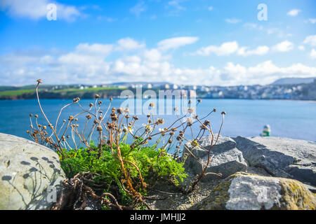 Small dried flower on the top of Peel Castle's wall with landscape view of Isle of Man coastline in background Stock Photo