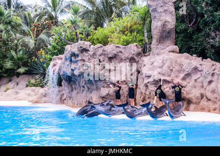 Dolphins Stock Photo