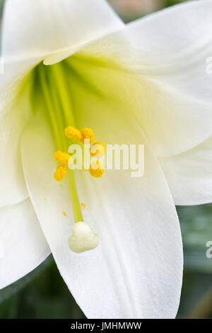 Easter Lily, closeup of  stigma, stamens & anthers. Stock Photo