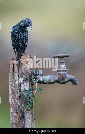 sturnus vulgaris - Starling on garden tap Stock Photo