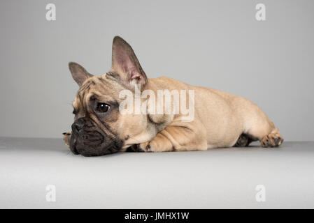 French bulldog puppy photographed in the UK. Stock Photo