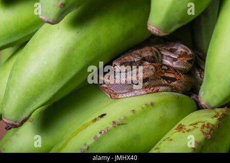 banana boa constrictor banana boa constrictor