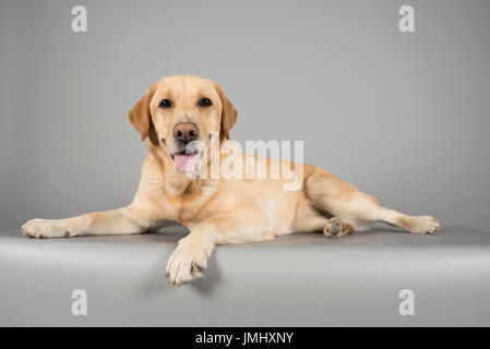 Dog relaxing, photographed in the UK. Stock Photo