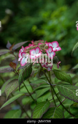 Hydrangea serrata 'Kiyosumi' Stock Photo