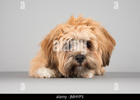 Close up of the head of a Lhasa Apso dog in a garden Stock Photo