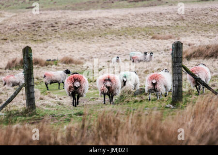 Flock of Sheep on moorland in winter time