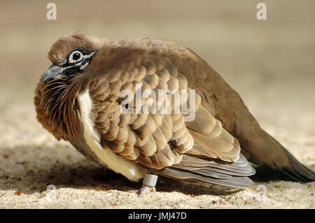 Squatter Pigeon / (Geophaps scripta) | Buchstabentaube / (Geophaps scripta) / Squatter-Taube Stock Photo