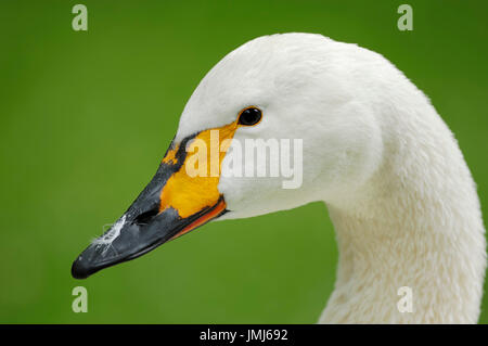 Whooper Swan / (Cygnus cygnus) | Singschwan / (Cygnus cygnus) Stock Photo