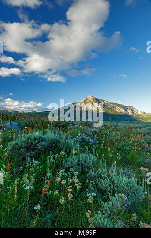 Wildflowers and Mount Crested Butte (12,162 ft.), Crested Butte, Colorado USA Stock Photo