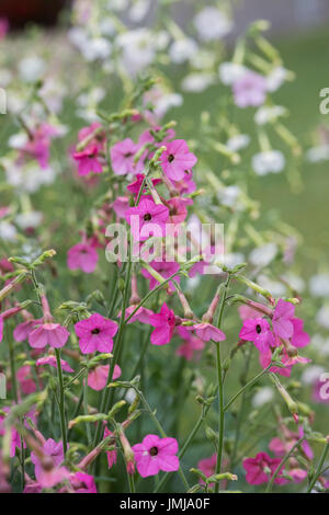 Nicotiana alata 'Whisper Mix'. Tobacco plant flowers Stock Photo