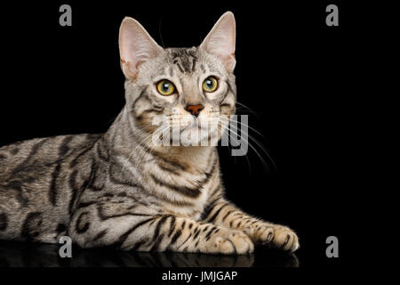 Bengal Cat on Black Background Stock Photo