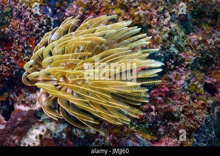 Feather duster worm - Sabellastarte sp. Stock Photo