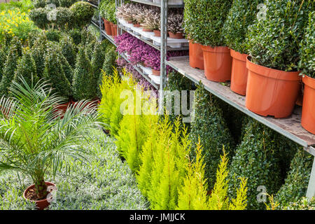 Many pot plants on the floor and stacked on shelves, UK Stock Photo