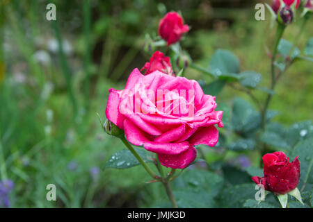 English rose in the summer rain Stock Photo