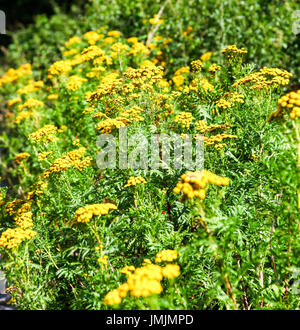 The yellow flowers of a common Tansy (Tanacetum vulgare), a perennial, herbaceous flowering plant of the aster family Stock Photo