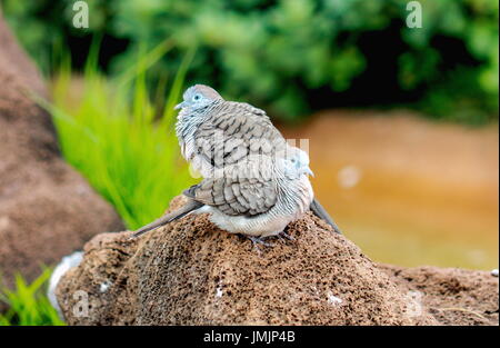 The zebra dove (Geopelia striata) also known as barred ground dove, is a bird of the dove family, Columbidae, native to Southeast Asia. Stock Photo