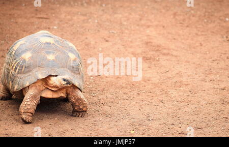 The angonoka tortoise (Astrochelys yniphora) is a critically endangered species of tortoise endemic to Madagascar. Stock Photo