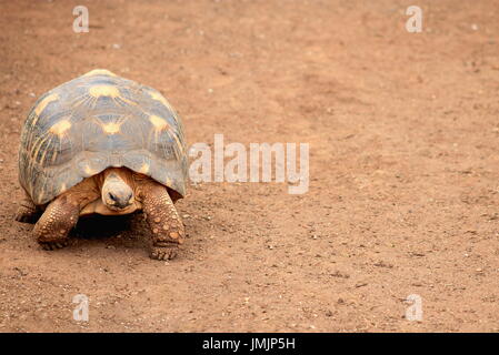 The angonoka tortoise (Astrochelys yniphora) is a critically endangered species of tortoise endemic to Madagascar. Stock Photo