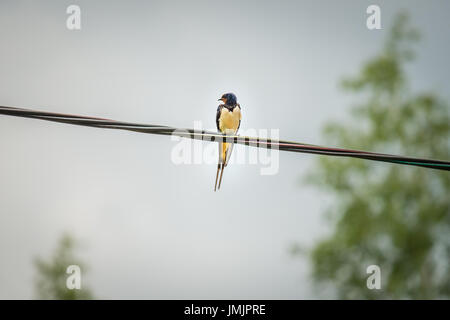 A swallow swift perching on a wire Stock Photo