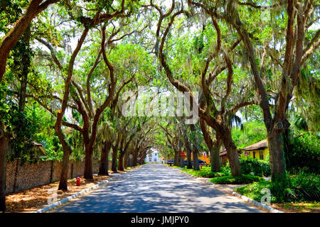 Magnolia Avenue Live Oak Canopy Anastasia Park in Historic St. Augustine  Florida the oldest city in America Stock Photo