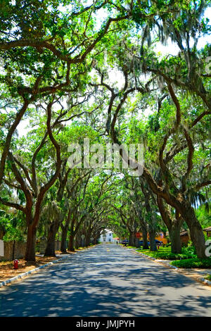 Magnolia Avenue Live Oak Canopy Anastasia Park in Historic St. Augustine  Florida the oldest city in America Stock Photo