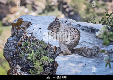 Squirrel Abert (Sciurus aberti),  South Rim,  Grand Canyon. Grand Canyon National Park,   Arizona, USA Stock Photo