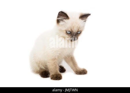 Kitten on white background, kitten plays, summer, Siamese cat Stock Photo