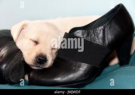 A little dog sleeping upon a female shoes Stock Photo