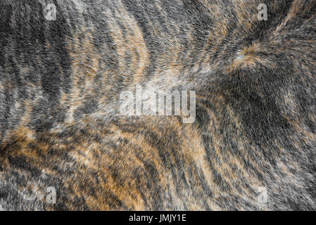 Detail of animal hide carpet. Stock Photo