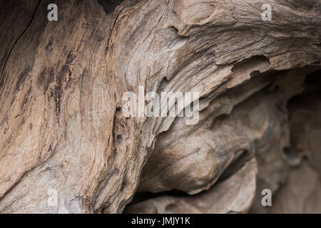 Eroded wood texture Stock Photo