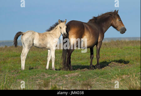 Brown Exmoor pony mare with unusual white foal against blue sky on English moor Stock Photo