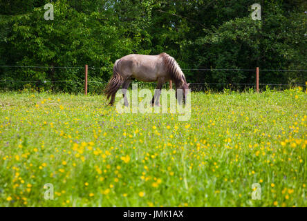 Tarpan also known as Eurasian wild horse or simply wild horse Stock Photo