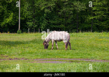 Tarpan also known as Eurasian wild horse or simply wild horse Stock Photo
