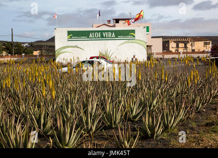 Aloe vera factory shop, Oliva, Fuerteventura, Canary Islands, Spain Stock  Photo - Alamy