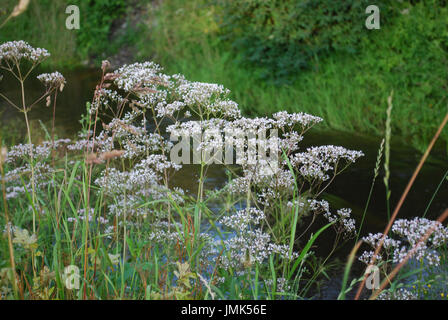 White wildflowers of Anise (Pimpinella anisum), also called aniseed, is a flowering plant in the family Apiaceae. Stock Photo