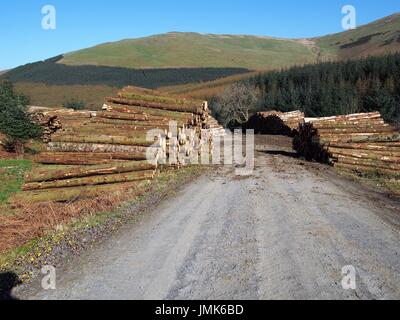 Timber stacks, Whinlatter Forest, Lake District, Cumbria, United Kingdom Stock Photo