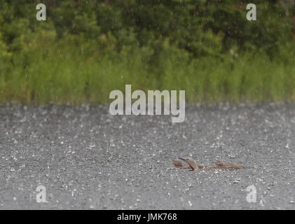 Red-throated loon, Red-throated diver, swimming in rain. Loons in downpour Stock Photo