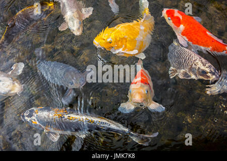 Colourful koi fish (Cyprinus rubrofuscus) surfacing in garden pond Stock Photo
