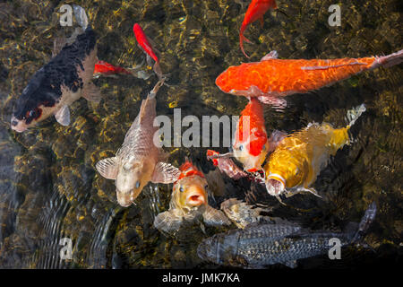 Colourful koi fish (Cyprinus rubrofuscus) surfacing and gasping for air in garden pond Stock Photo