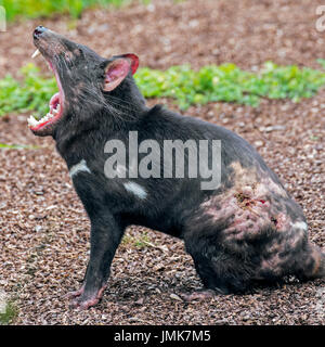 Wounded Tasmanian devil (Sarcophilus harrisii), marsupial native to Australia, covered in bitemarks and showing large teeth in wide open mouth Stock Photo
