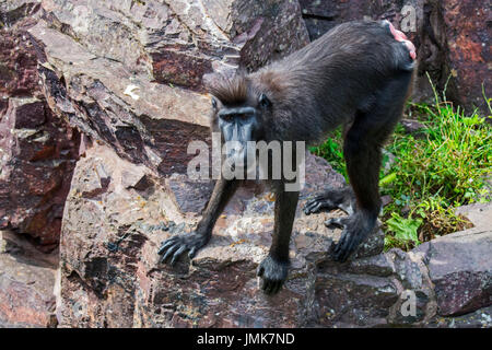 Celebes crested macaque / crested black macaque / Sulawesi crested macaque / black ape (Macaca nigra) female, native to Sulawesi Stock Photo