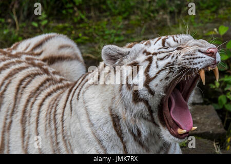 Close up of white tiger / bleached tiger (Panthera tigris) yawning and showing large curved canines, native to India Stock Photo